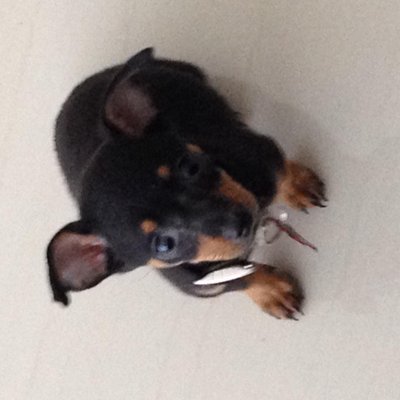 Profile Picture of Ariel Silveira Tovar (@EscribemeSoyAri) on Twitter