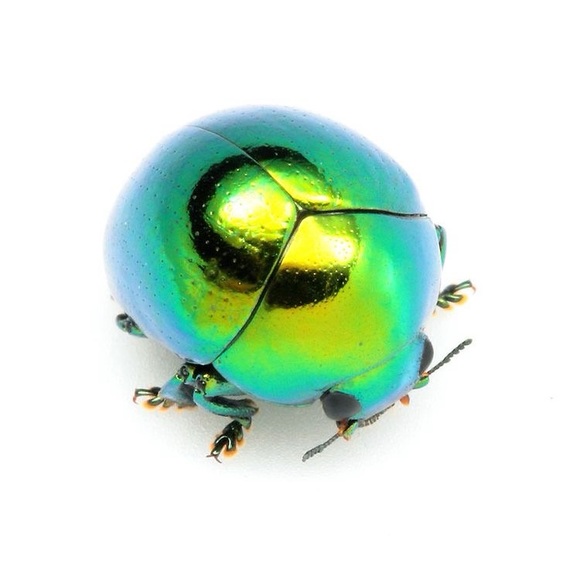 Profile Picture of Sophia Reischling (@wonwuo) on Poshmark