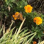 Profile Picture of Tori Mullins (@torimullins2) on Instagram