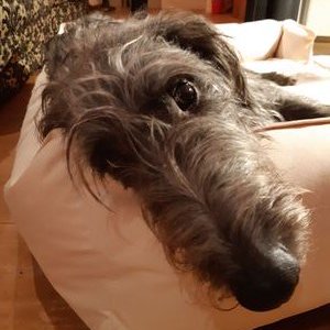 Profile Picture of Tully The Deerhound (@TullytheD) on Twitter