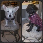 Profile Picture of Pam Massey (@pinot96cabernet101) on Instagram