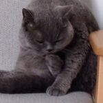 Profile Picture of Nathalie Seyer (@verdichat) on Instagram