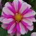 Profile Picture of Devasena prabhala (@prabhaladevasena) on Pinterest