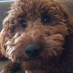 Profile Picture of Andrew Winkler (@awinkler66) on Instagram
