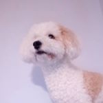 Profile Picture of Winston matthews (@winston_pupperdog) on Instagram