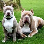 Profile Picture of Lenny-vogue-brandy (@lvb_bullys) on Instagram