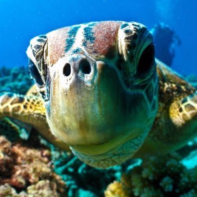 Profile Picture of Carlos Coral (@carloscoral971) on Twitter