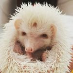 Profile Picture of erizos barquisimeto (@erizos_barquisimeto) on Instagram