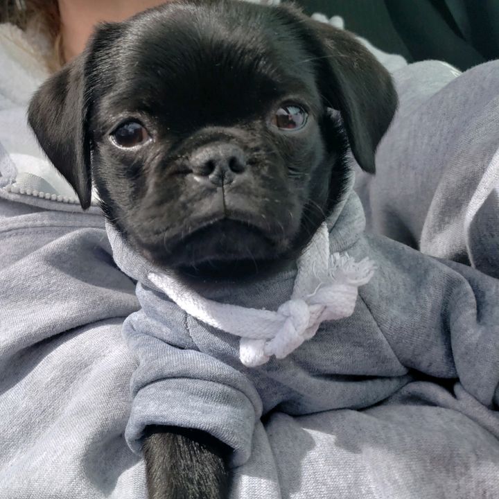 Profile Picture of KC James (@pugkcjames) on Tiktok