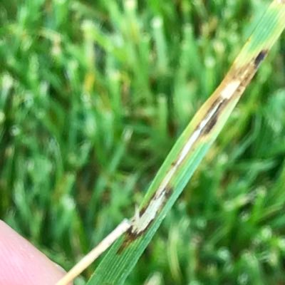 Profile Picture of Ed Nangle (@Turfpigments) on Twitter