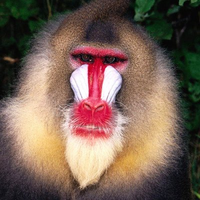 Profile Picture of 99Red-Baboons-Go-Sigh (@Richard66629722) on Twitter