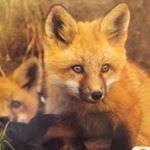 Profile Picture of Robert Cuthrell (@1stalliontrike) on Instagram