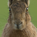 Warren Etherington - Flickr Profile Picture of Warren Etherington (@warren's wildlife.) on Flickr