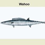 Profile Picture of Ted Frederickson🎣 (@f1sh1ng4lyf3) on Instagram