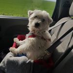 Profile Picture of Mandy Beyer (@fambeyer) on Instagram
