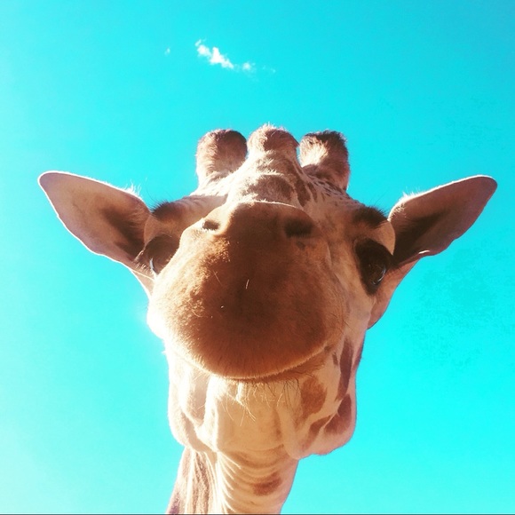 Profile Picture of Lexi Walters (@lexithreads) on Poshmark