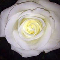 Profile Picture of Danielle Striebel (@danielle-striebel) on Quora