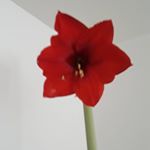 Profile Picture of Pam Meyer (@gmapkm) on Instagram