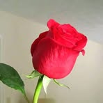 Profile Picture of Tufail Markhal (@tufail.markhal.2025) on Facebook