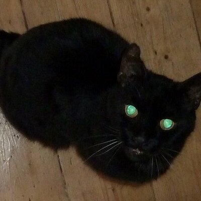 Profile Picture of Eileen&SeamusZencat (@EileenRoberts6) on Twitter