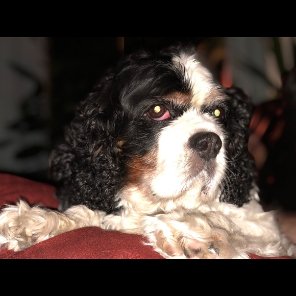 Profile Picture of Benjamin Maljevec (@bmalj) on Poshmark