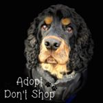 Profile Picture of Andrea Hayes (@misty_moo_moo_and_dexter_) on Instagram