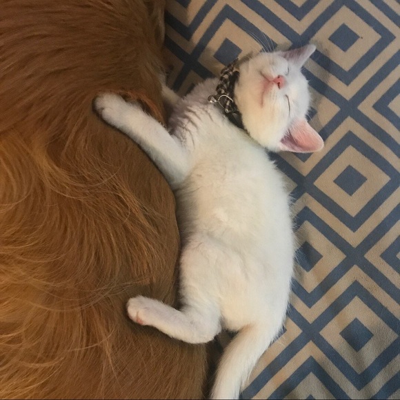 Profile Picture of Cesar Roque (@icryduringoral) on Poshmark