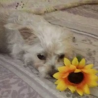 Profile Picture of Cynthia Beanez (@cynthia-beanez) on Quora