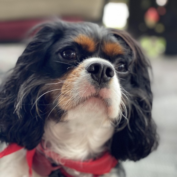 Profile Picture of Christina Pellerin (@chum0) on Poshmark