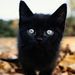 Profile Picture of Nancy Swanick (@nancys4226) on Pinterest