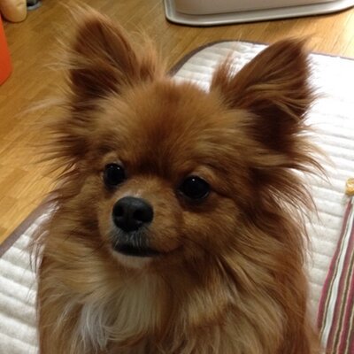 Profile Picture of Ken (@ChiffonParrot97) on Twitter