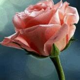 Profile Picture of Surabhi Singh (@surabhisingh781) on Twitter