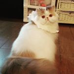 Profile Picture of Hoi Ting Luk (@littlepinky1217) on Instagram