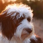 Maggie May Sauer - Instagram Profile Picture of Maggie May Sauer (@shaggie_maggie) on Instagram