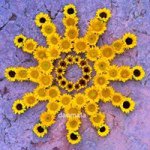 Profile Picture of Kathy Klein (@kathydanmala) on Instagram