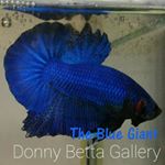 Profile Picture of Donny Wongso (@donnywongso) on Instagram