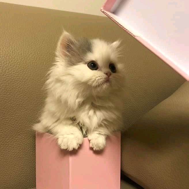 Profile Picture of ritaage (@ritaage) on Tiktok