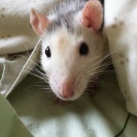 Profile Picture of Fiona Long (@fiona-long-2) on Quora