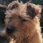 Profile Picture of Alice Bosche 🐾 (@alicebosche2018) on Instagram