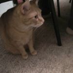 Profile Picture of janetcole7 (@janetkopp102) on Instagram