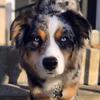 Profile Picture of Crosby (@crosby_the_aussie) on Tiktok