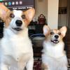Profile Picture of Corgimustard (@@corgimustard) on Tiktok