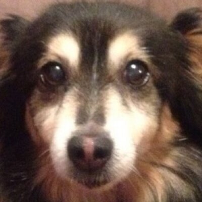Profile Picture of Marilyn Jennings (@Maz_n_Toby) on Twitter