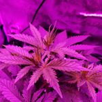 Christopher 69 - Instagram Profile Picture of Christopher 69 (@luckybigdick69) on Instagram