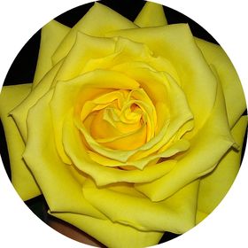 Profile Picture of White Sands and Cool Breezes | Inspiration | Travel | Self Care | Family Travel | Family (@cassiectrin) on Pinterest