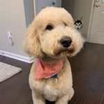 Profile Picture of Kirby Lee (@dood.named.kirby) on Instagram
