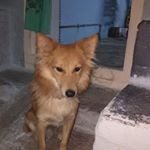 Profile Picture of Lakshmi Madhavan (@lakshmi.madhavan.5682) on Instagram