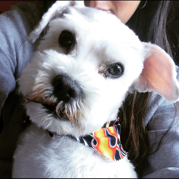 Profile Picture of Lindsay Krispinsky (@lindsaykrisp) on Poshmark