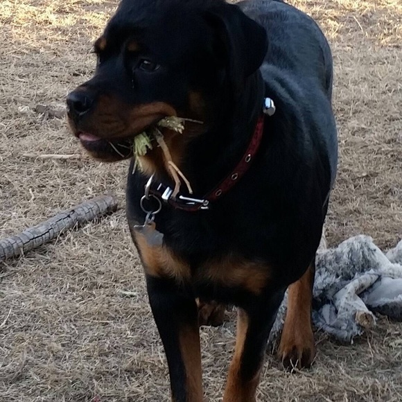 Profile Picture of Angela Pearce (@pearceam) on Poshmark