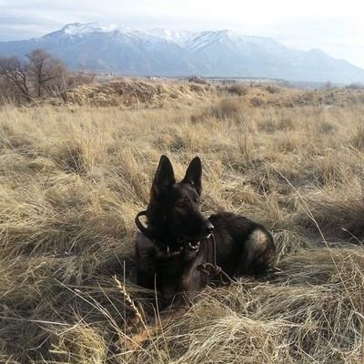 Profile Picture of Dustin Cain (@AM3R1CANpatRI0T) on Twitter